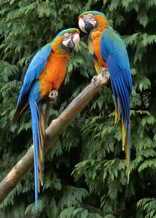 Ara-Hybriden im Wuppertaler Zoo am 9. März 2012