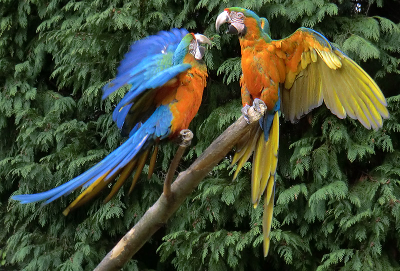 Ara-Hybriden im Zoo Wuppertal am 9. März 2012