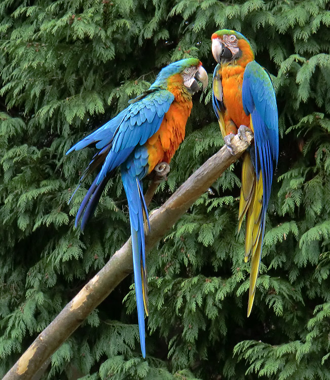 Ara-Hybriden im Zoologischen Garten Wuppertal am 9. März 2012