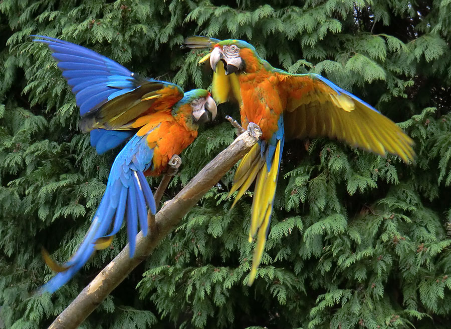 Ara-Hybriden im Wuppertaler Zoo am 9. März 2012