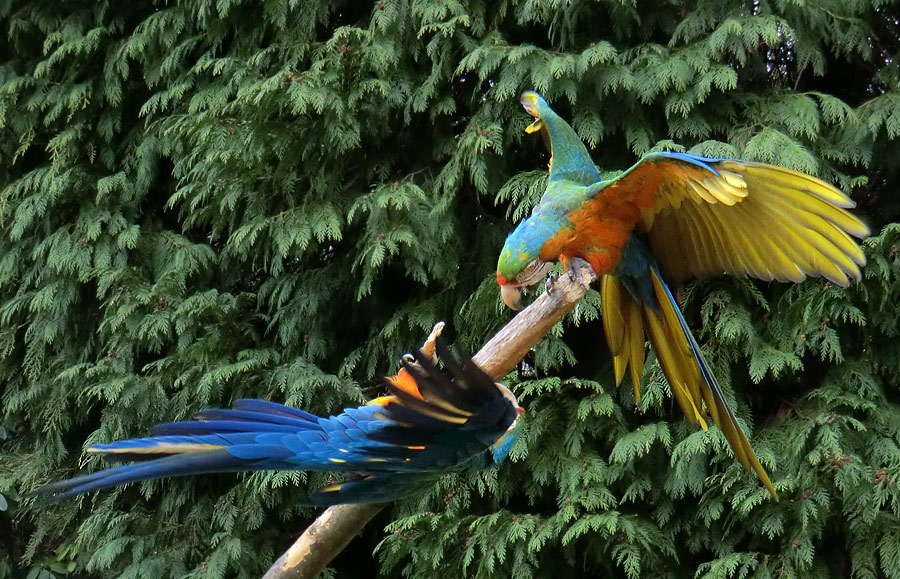 Ara-Hybriden im Zoo Wuppertal am 9. März 2012