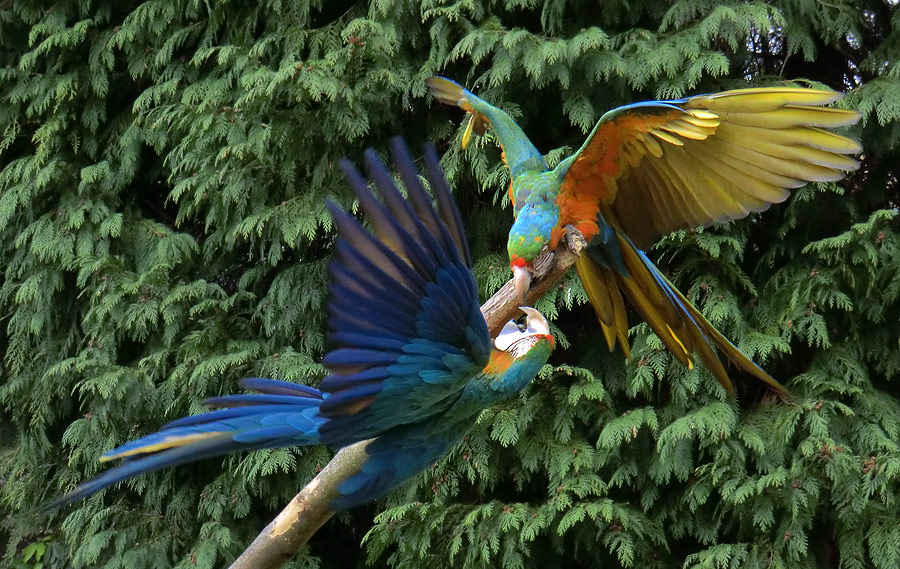 Ara-Hybriden im Wuppertaler Zoo am 9. März 2012