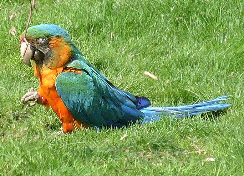 Ara-Hybrid im Zoo Wuppertal im April 2008