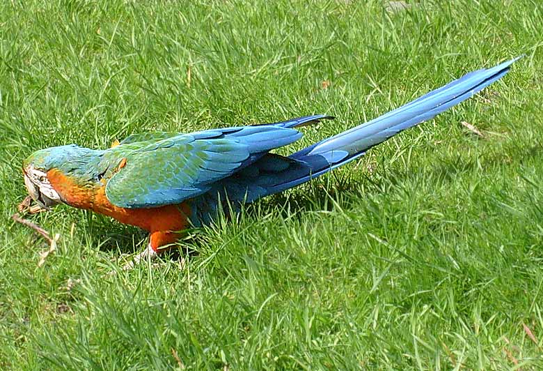 Ara-Hybrid im Wuppertaler Zoo im April 2008