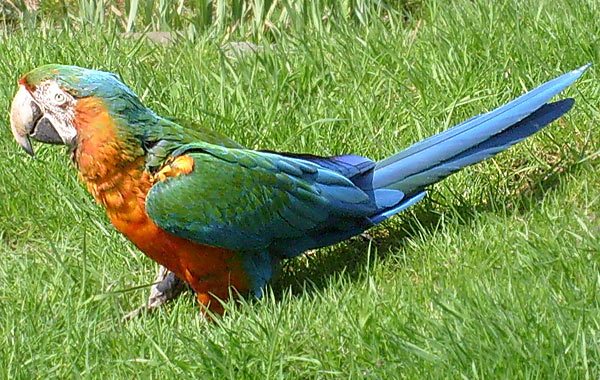 Ara-Hybrid im Wuppertaler Zoo im April 2008