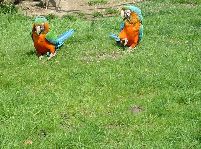 Ara-Hybriden im Zoologischen Garten Wuppertal im April 2008