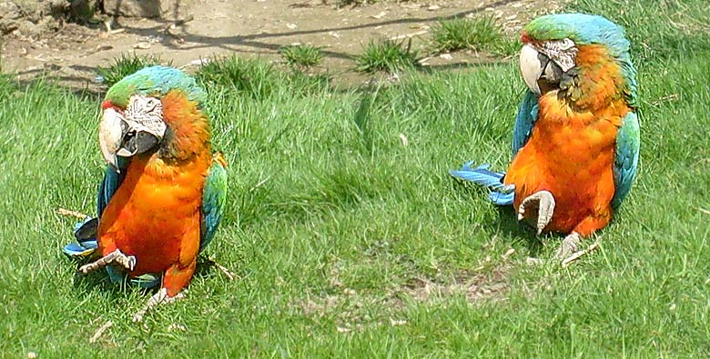 Ara-Hybriden im Zoo Wuppertal im April 2008