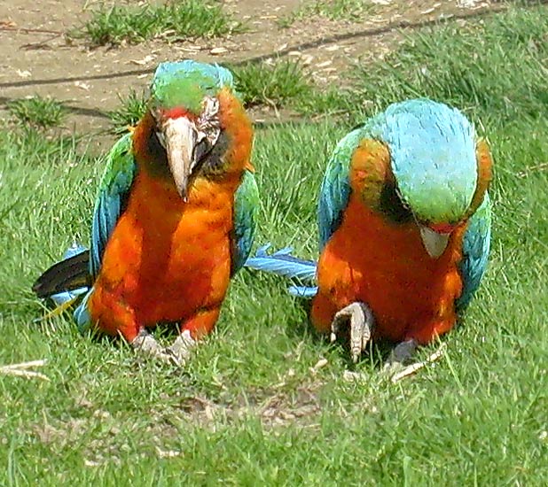 Ara-Hybriden im Zoologischen Garten Wuppertal im April 2008