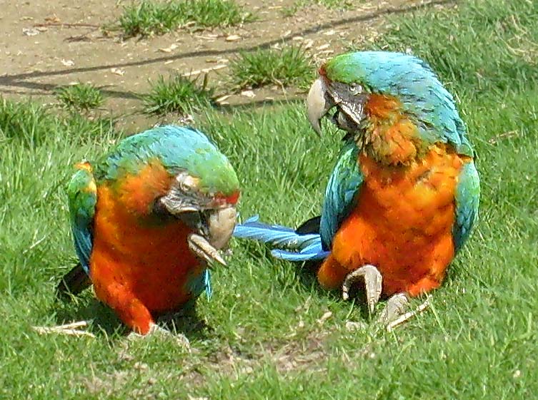 Ara-Hybriden im Zoo Wuppertal im April 2008