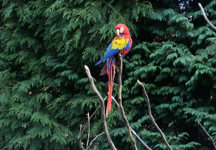 Hellroter Ara im Zoologischen Garten Wuppertal im November 2012