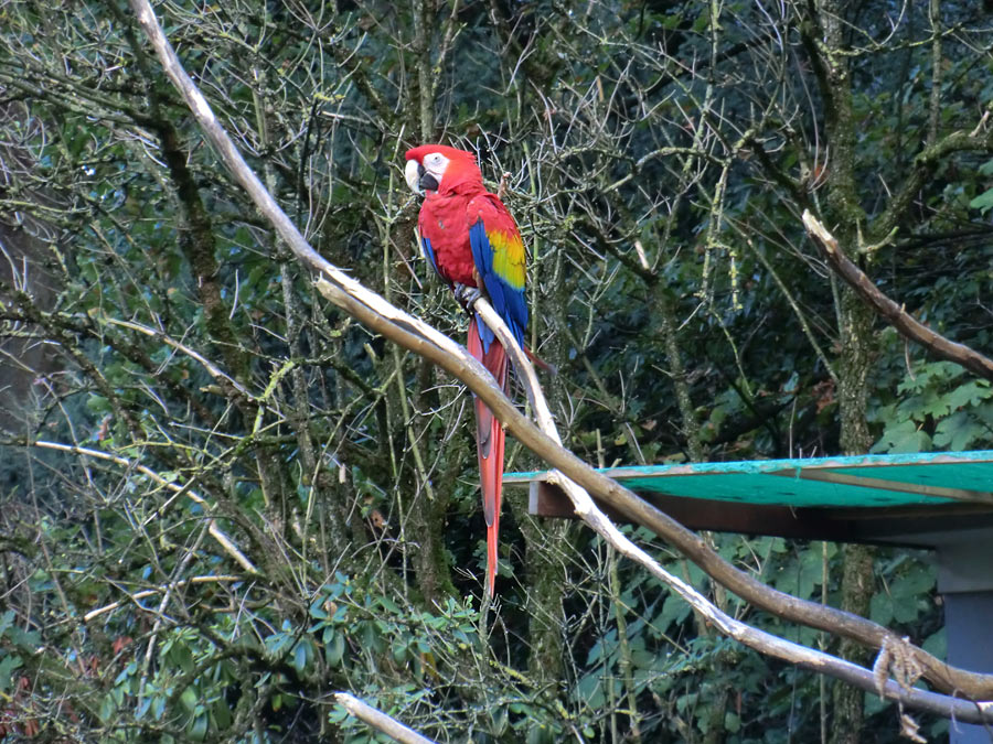 Hellroter Ara im Wuppertaler Zoo im November 2012