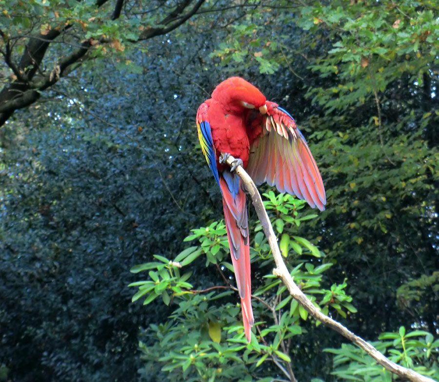 Hellroter Ara im Zoo Wuppertal im November 2012