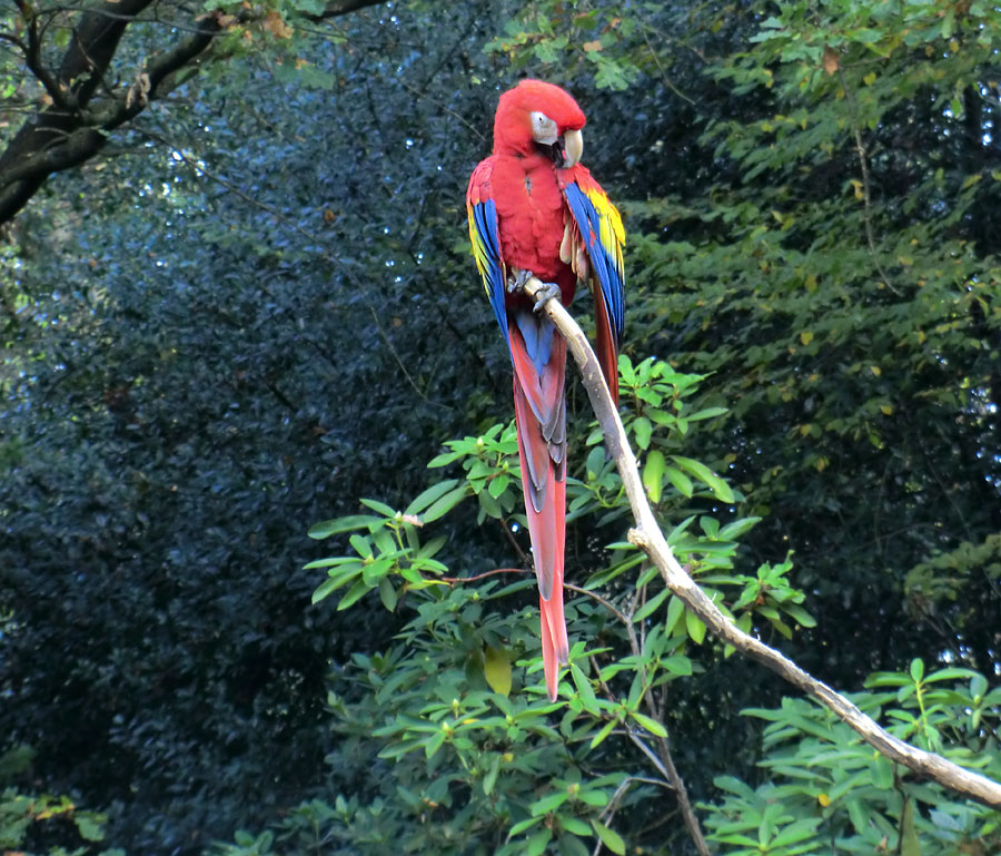 Hellroter Ara im Zoologischen Garten Wuppertal im November 2012