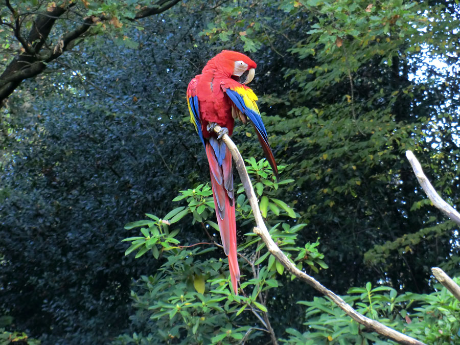 Hellroter Ara im Wuppertaler Zoo im November 2012