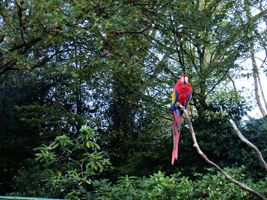 Hellroter Ara im Wuppertaler Zoo im November 2012