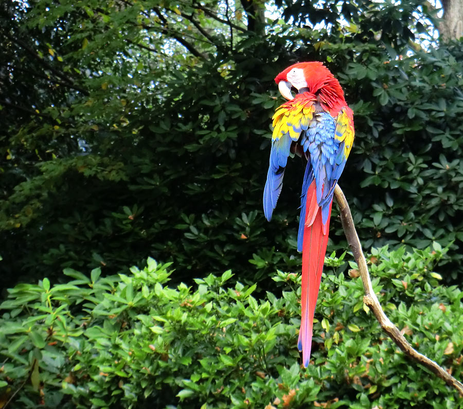 Hellroter Ara im Zoo Wuppertal im November 2012