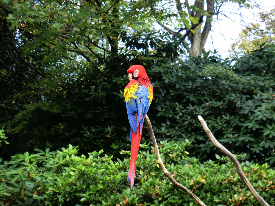 Hellroter Ara im Zoologischen Garten Wuppertal im November 2012