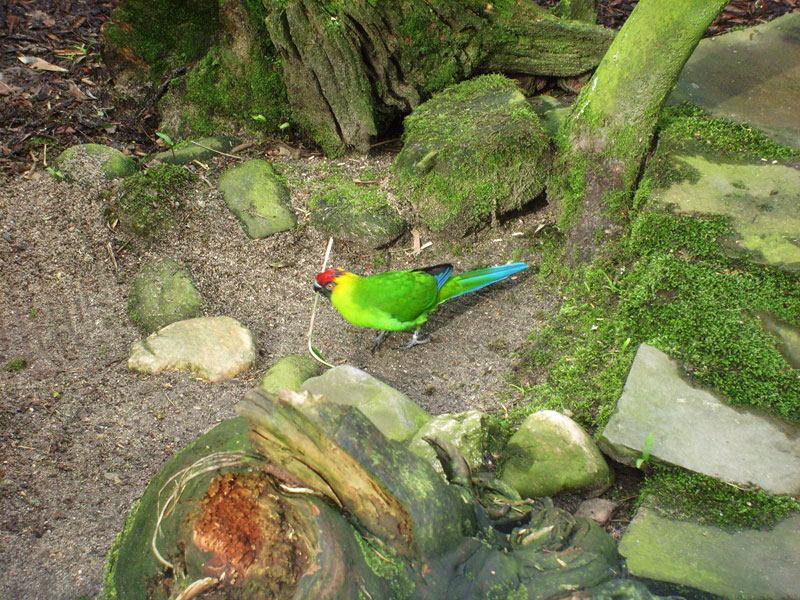 Hornsittich im Zoologischen Garten Wuppertal im April 2010