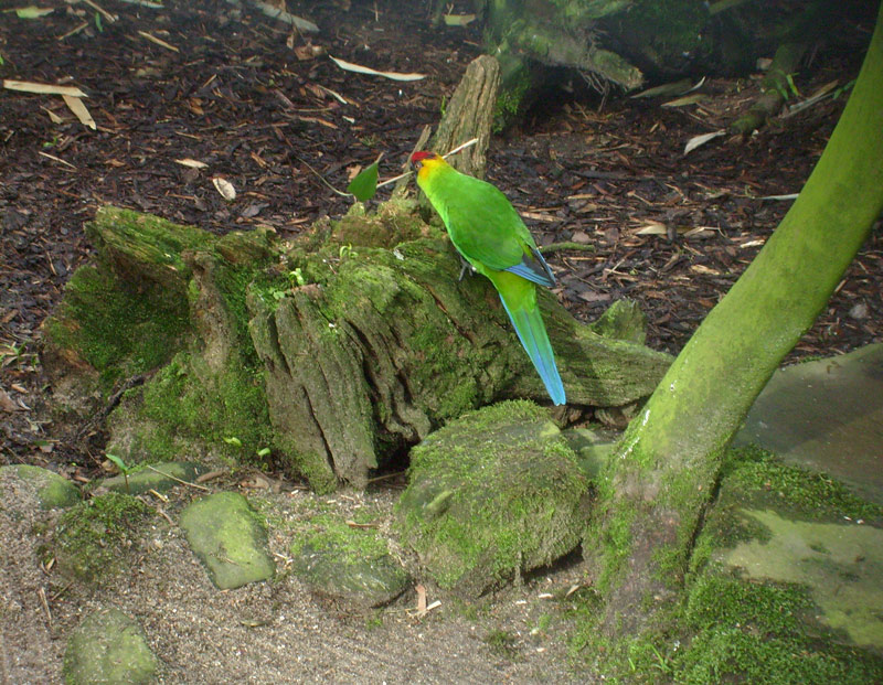 Hornsittich im Wuppertaler Zoo im April 2010