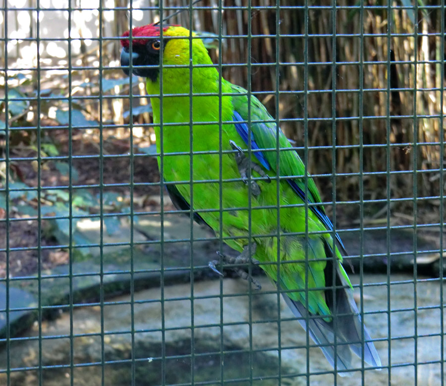 Hornsittich im Zoo Wuppertal im Juli 2012