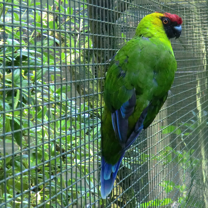 Hornsittich im Wuppertaler Zoo im Juli 2012