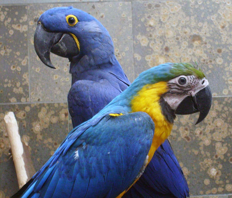 Hyazinthara und Gelbbrustara im Zoo Wuppertal im Januar 2010