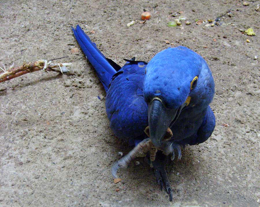 Hyazinthara im Wuppertaler Zoo im Januar 2010