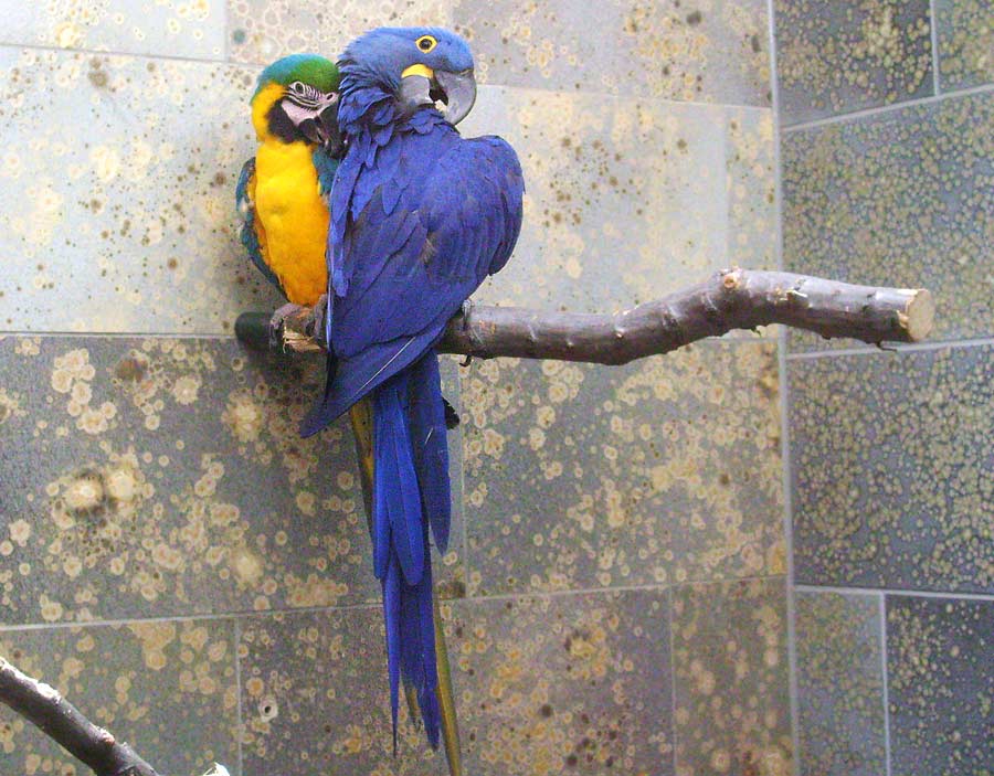 Hyazinthara und Gelbbrustara im Wuppertaler Zoo im April 2010