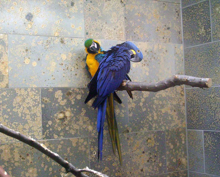 Hyazinthara und Gelbbrustara im Zoo Wuppertal im April 2010