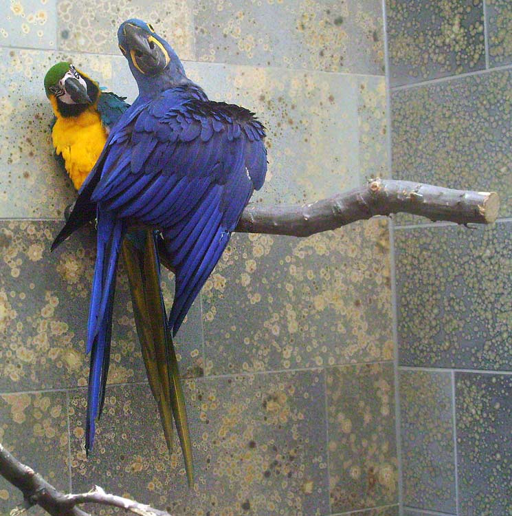 Hyazinthara und Gelbbrustara im Zoologischen Garten Wuppertal im April 2010