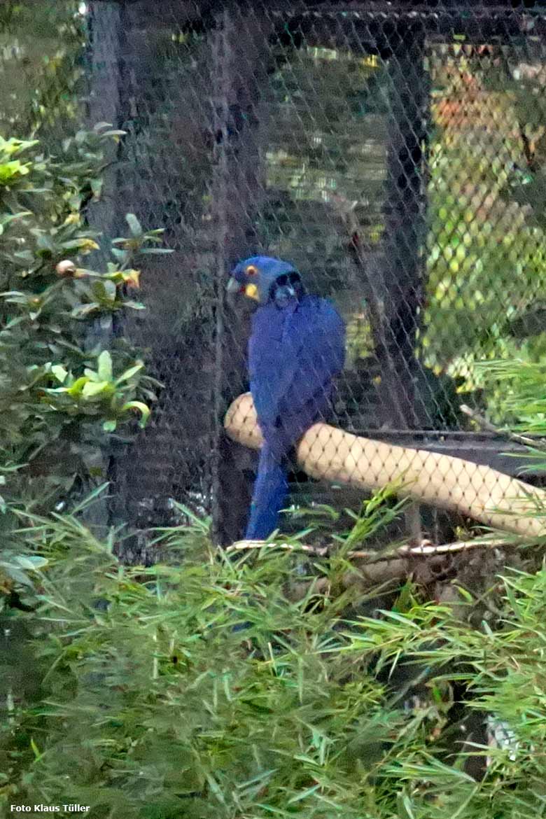 Hyazinth-Ara am 30. September 2020 in einem Seiten-Gehege der Freiflugvoliere ARALANDIA im Grünen Zoo Wuppertal (Foto Klaus Tüller)