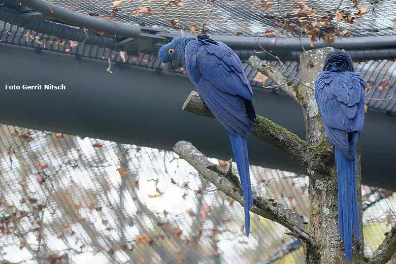 Zwei Hyazinth-Aras am 16. Oktober 2020 im großen Gehege der neuen Freiflugvoliere ARALANDIA im Grünen Zoo Wuppertal (Foto Gerrit Nitsch)