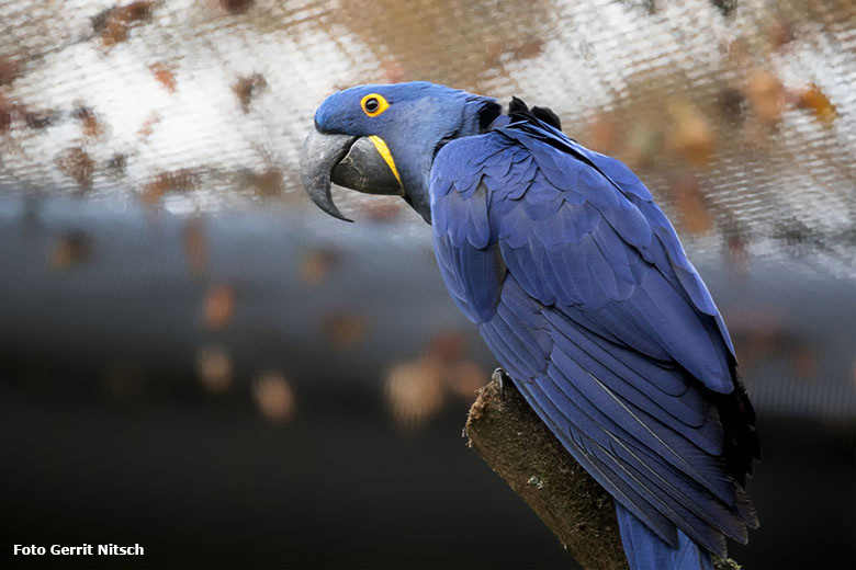 Hyazinth-Ara am 16. Oktober 2020 im großen Gehege der neuen Freiflugvoliere ARALANDIA im Zoologischen Garten Wuppertal (Foto Gerrit Nitsch)