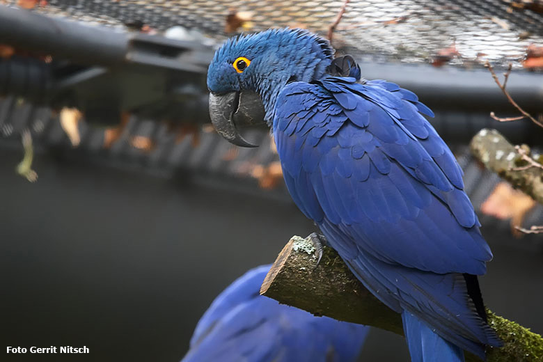 Hyazinth-Ara am 16. Oktober 2020 im großen Gehege der neuen Freiflugvoliere ARALANDIA im Zoo Wuppertal (Foto Gerrit Nitsch)