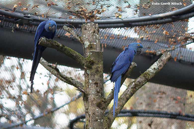 Zwei Hyazinth-Aras am 16. Oktober 2020 im großen Gehege der neuen Freiflugvoliere ARALANDIA im Wuppertaler Zoo (Foto Gerrit Nitsch)