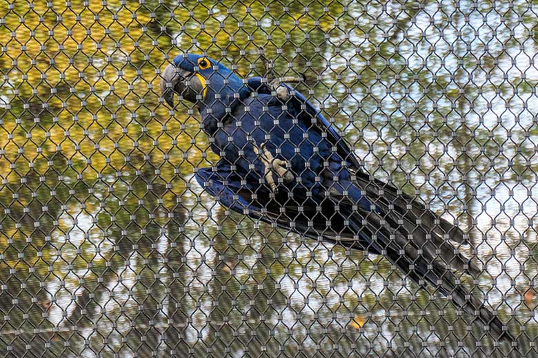 Hyazinth-Ara am 19. Oktober 2020 im großen Gehege am Draht-Netz der neuen Freiflugvoliere ARALANDIA im Zoologischen Garten Wuppertal