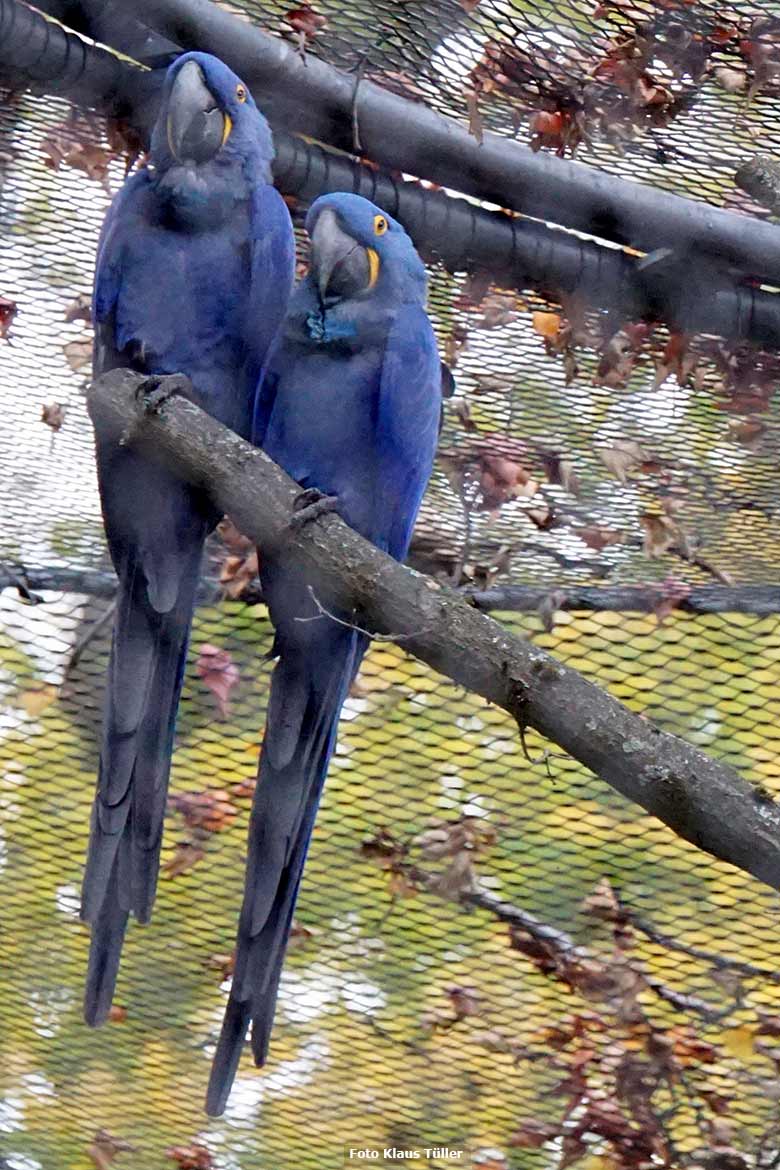 Hyazinth-Aras am 20. Oktober 2020 im großen Gehege der neuen Freiflugvoliere ARALANDIA im Wuppertaler Zoo (Foto Klaus Tüller)