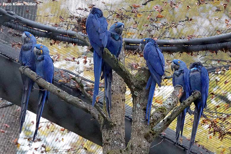 Hyazinth-Aras am 20. Oktober 2020 im großen Gehege der neuen Freiflugvoliere ARALANDIA im Zoologischen Garten Wuppertal (Foto Klaus Tüller)