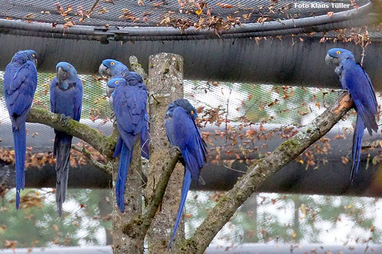 Hyazinth-Aras am 20. Oktober 2020 im großen Gehege der neuen Freiflugvoliere ARALANDIA im Grünen Zoo Wuppertal (Foto Klaus Tüller)