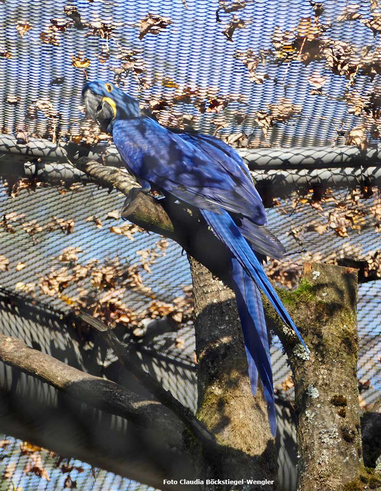 Hyazinth-Ara am 31. Oktober 2020 in der Freiflugvoliere ARALANDIA im Grünen Zoo Wuppertal (Foto Claudia Böckstiegel-Wengler)