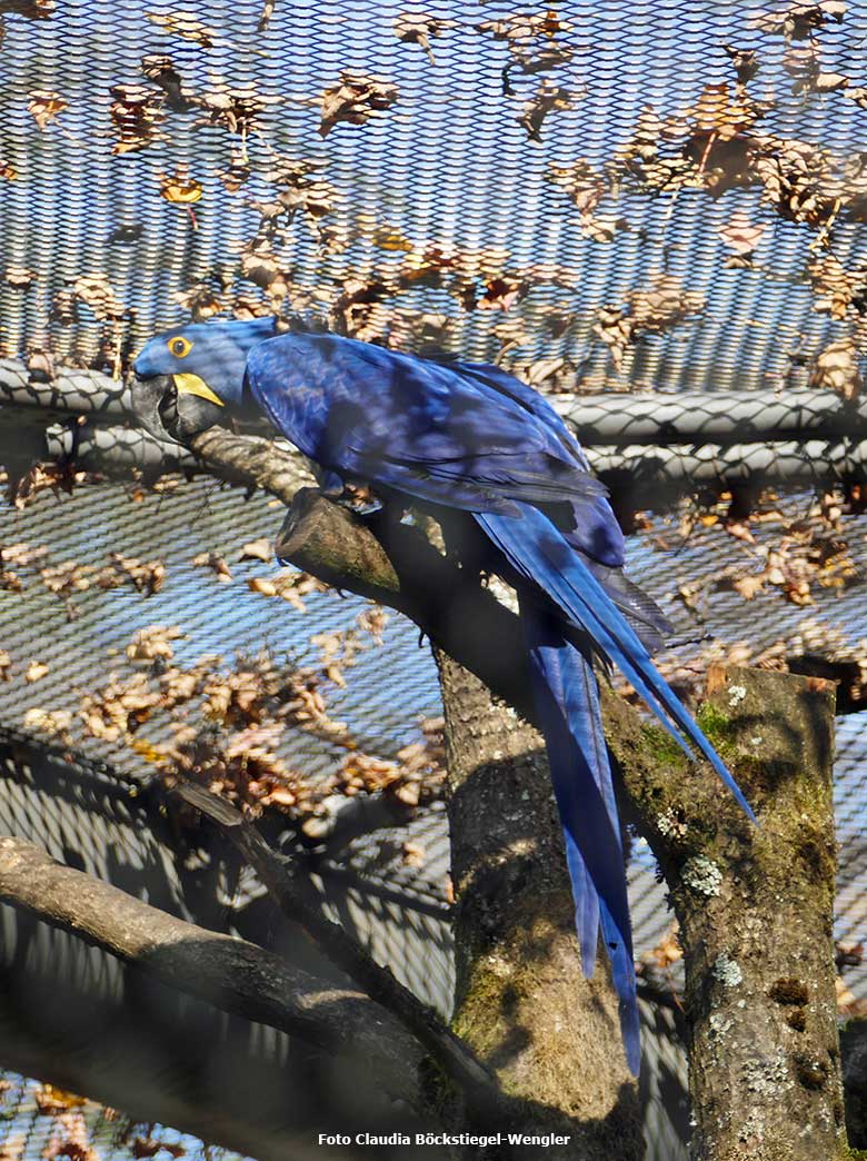 Hyazinth-Ara am 31. Oktober 2020 in der Freiflugvoliere ARALANDIA im Zoologischen Garten Wuppertal (Foto Claudia Böckstiegel-Wengler)