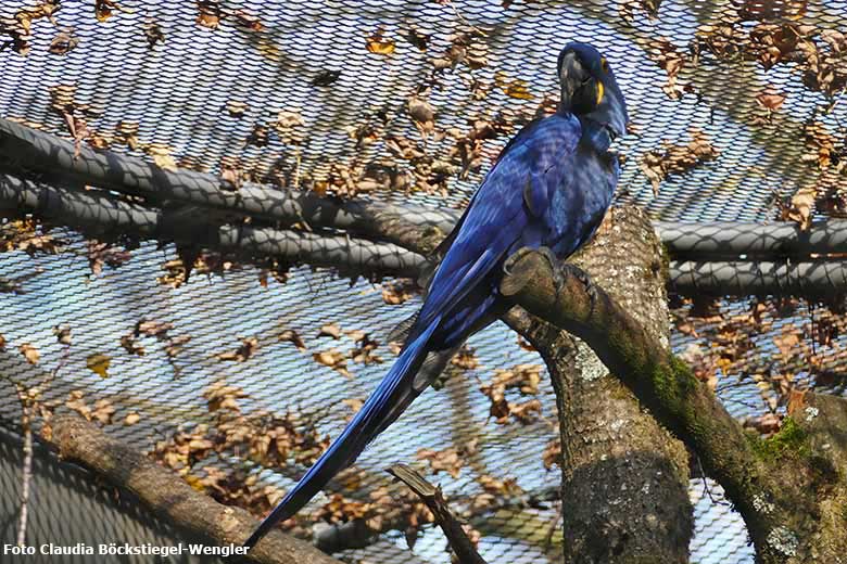 Hyazinth-Ara am 31. Oktober 2020 in der Freiflugvoliere ARALANDIA im Grünen Zoo Wuppertal (Foto Claudia Böckstiegel-Wengler)