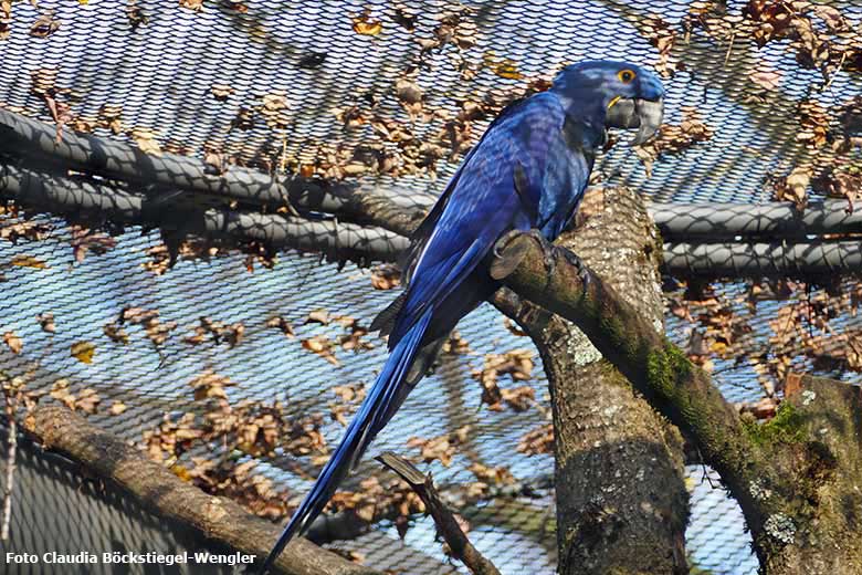 Hyazinth-Ara am 31. Oktober 2020 in der Freiflugvoliere ARALANDIA im Zoologischen Garten Wuppertal (Foto Claudia Böckstiegel-Wengler)