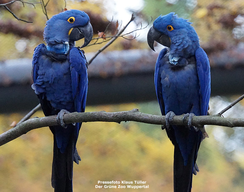 Hyazinth-Aras in der Freiflugvoliere ARALANDIA im Oktober 2020 im Wuppertaler Zoo (Pressefoto Klaus Tüller - Der Grüne Zoo Wuppertal)