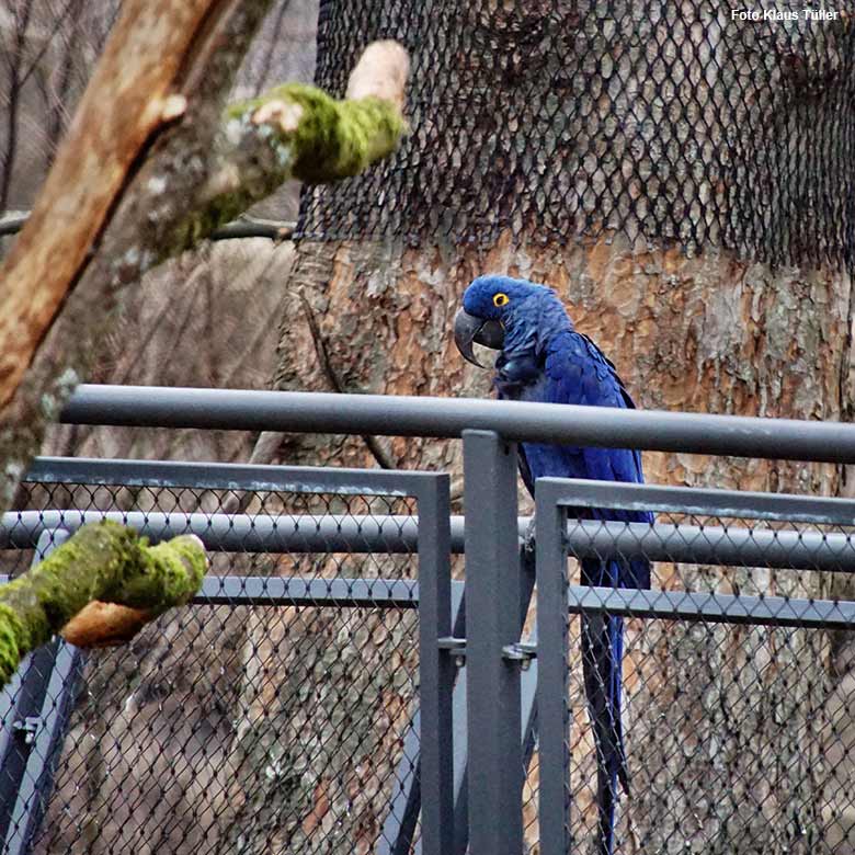 Hyazinth-Ara am 8. März 2021 in der Freiflug-Voliere ARALANDIA im Wuppertaler Zoo (Foto Klaus Tüller)