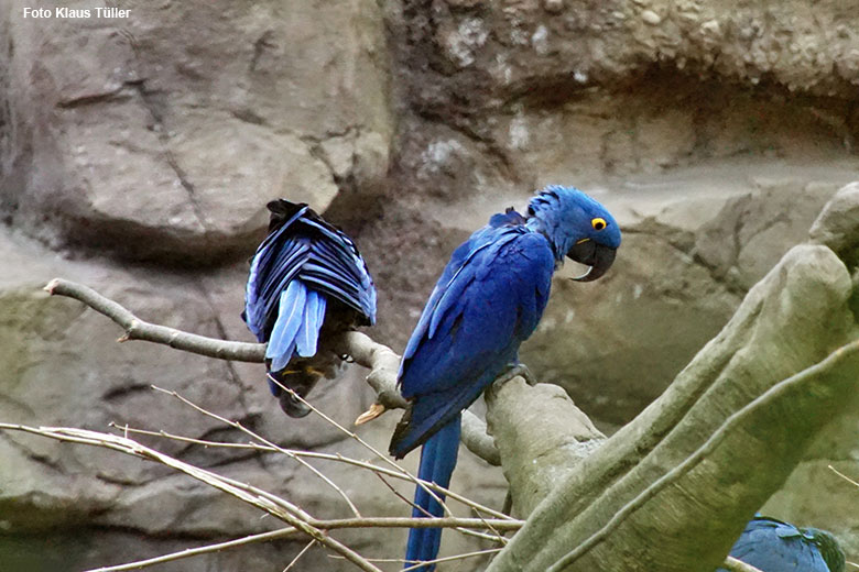 Hyazinth-Aras am 8. März 2021 in der Freiflug-Voliere ARALANDIA im Zoologischen Garten der Stadt Wuppertal (Foto Klaus Tüller)