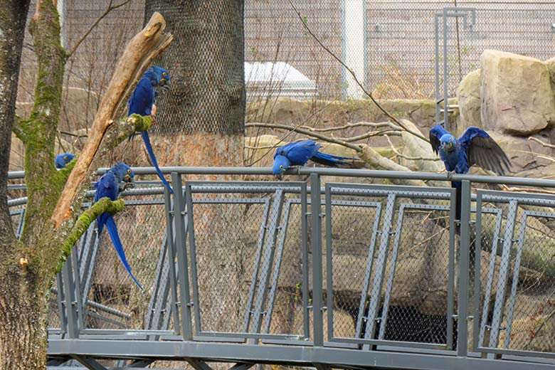 Hyazinth-Aras am 12. März 2021 in der Freiflug-Voliere ARALANDIA im Wuppertaler Zoo