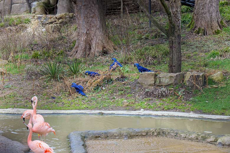 Hyazinth-Aras und Chile-Flamingos am 12. März 2021 in der Freiflug-Voliere ARALANDIA im Zoo Wuppertal