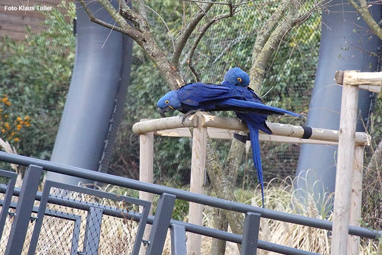 Hyazinth-Aras am 19. März 2021 in der Freiflugvoliere Aralandia im Zoo Wuppertal (Foto Klaus Tüller)