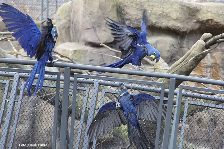 Hyazinth-Aras am 19. März 2021 in der Freiflugvoliere Aralandia im Zoologischen Garten Wuppertal (Foto Klaus Tüller)